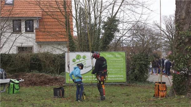 Erst nach genauer Einweisung konnte es mit dem Klettern an einer Kastanie losgehen.