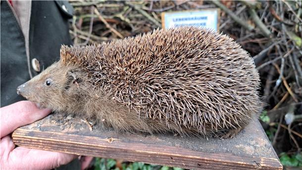 Ein Igel hat bis zu 7000 Stachel. 