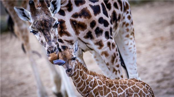 Giraffen-Baby erstmals draußen im Schweriner Zoo zu sehen Erstmals hatte Mojo direkten Kontakt mit seinem Vater Madiba.