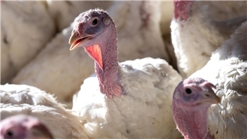 Es gibt aktuell vermehrt Vogelgrippe-Ausbrüche in deutschen und europäischen Geflügelhaltungen.