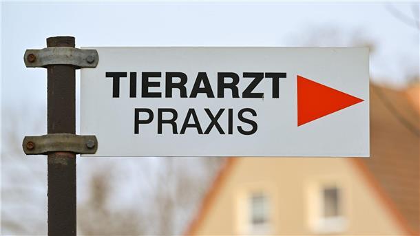 Haustiere: Tausende Notrufe gehen bei Rettern ein Es gibt in Deutschland Notrufnummern für schnelle Hilfe für erkrankte und verletzte Hunde und Katzen.