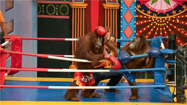Orang-Utans schützen – vom Frühstück bis zur Fernreise Es gibt Shows mit „boxenden“ Orang-Utans.
