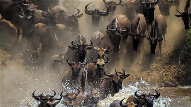 Hindernisse erschweren jährliche Gnu-Wanderung Es ist die einzige verbleibende große Gnu-Wanderung: Jedes Jahr wandern mehr als eine Million Gnus in der ostafrikanischen Savanne zwischen der tansanischen Serengeti und der Masai Mara in Kenia.