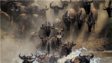Es ist die einzige verbleibende große Gnu-Wanderung: Jedes Jahr wandern mehr als eine Million Gnus in der ostafrikanischen Savanne zwischen der tansanischen Serengeti und der Masai Mara in Kenia.