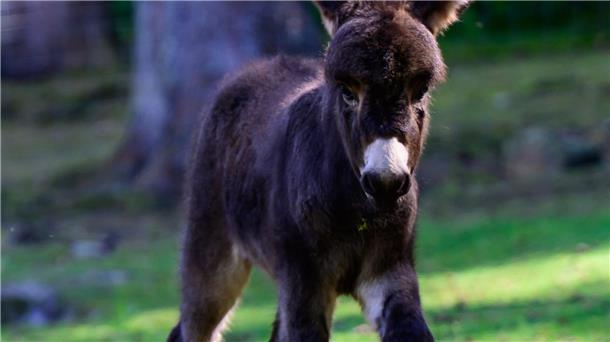Ein vorsichtiges, kluges Tier Esel sind vorsichtige, schlaue Tiere.