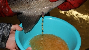 Einem weiblichen Fisch werden Eier abgestreift, die in eine Schüssel mit Wasser gleiten 