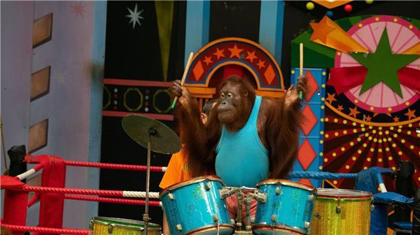 Orang-Utans schützen – vom Frühstück bis zur Fernreise Experten raten: großen Abstand halten zu Shows, in denen Orang-Utans boxen oder verkleidet auftreten.