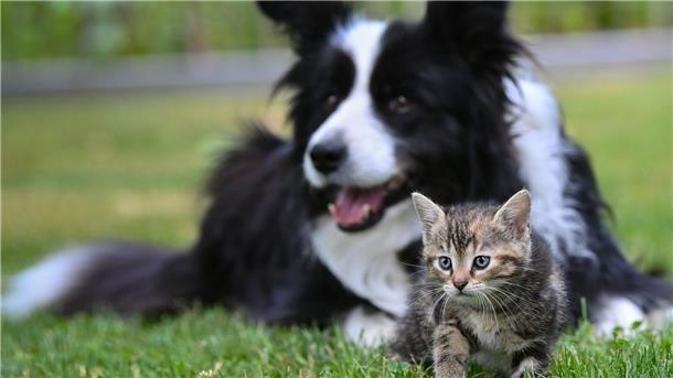 Extreme Züchtungen von Hunden und Katzen sollen in der EU gestoppt werden.