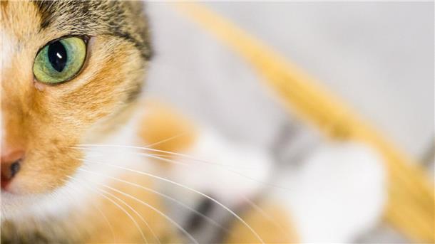 Tierleid für Klicks: Wie inszenierte Tierrettungen Millionen einbringen Fake-Rettungen von Tieren im Video sind gefragt auf Social Media - dafür werden viele Tiere gequält. (Symbolbild)