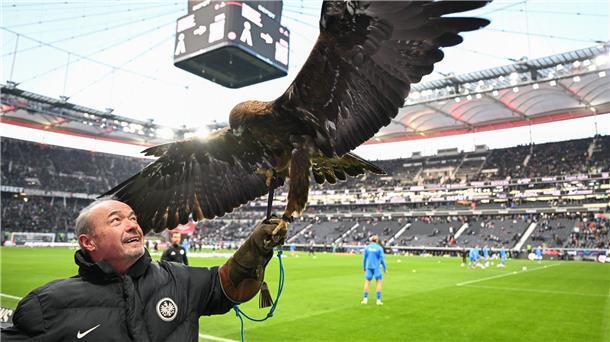 Lebende Fußball-Maskottchen: Tierleid oder Tradition? Falkner Norbert Lawitschka mit Eintracht-Maskottchen Steinadler Attila.