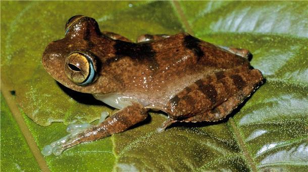 Pfeifen im Regenwald: Frösche klingen nach „Star Trek“ Fans der Science-Fiction-Serie „Star Trek“ könnten sich bei den Frosch-Lauten an Geräusche des fiktiven Tricoders erinnert fühlen.