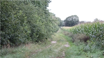 Fast bis zur Fahrspur sind einige Wege in der Feldmark in Lohe zugewachsen, so dass es fu¨r die Landwirte schwierig wird ihre La¨ndereien zu erreichen. 