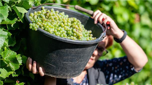 Fast kein Herbstmarkt oder Weinfest kommt ohne Federweißer aus. (Archivfoto)