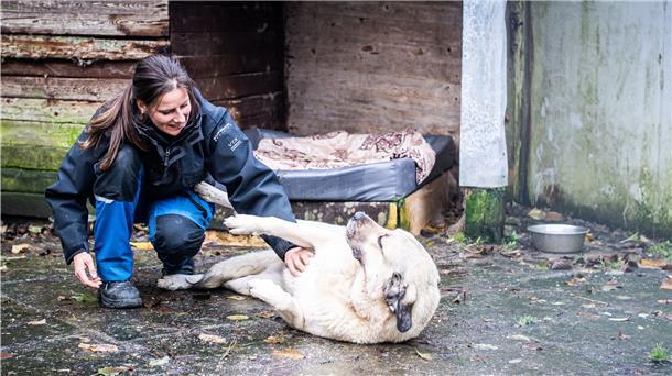 Fast schon Inventar: Hündin Maxi hat zu Tierpflegerin Nadine Bruns Vertrauen aufgebaut und lebt seit 2014 im Bremerhavener Tierheim.