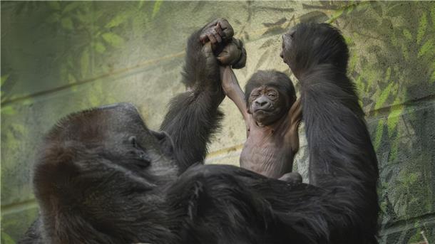 Fast schon sportlich präsentiert sich das winzige Gorilla-Baby mit seiner Mama.