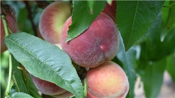 Pfirsiche, Obstanbau, Klimawandel, Altes Land