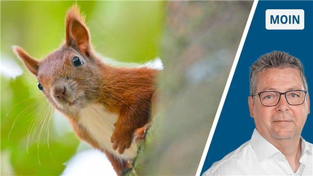 Ein Eichhörnchen und ein Mann