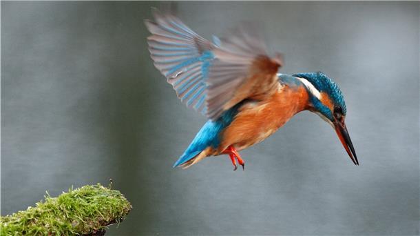 Faszinierender Flugkünstler: Ein Eisvogel stürzt sich von einem über dem Wasser hängenden Ast ins Wasser, um Beute zu fangen. Er ernährt sich von Fischen, Wasserinsekten und deren Larven, Kleinkrebsen und Kaulquappen.