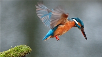 Faszinierender Flugkünstler: Ein Eisvogel stürzt sich von einem über dem Wasser hängenden Ast ins Wasser, um Beute zu fangen. Er ernährt sich von Fischen, Wasserinsekten und deren Larven, Kleinkrebsen und Kaulquappen.