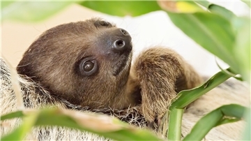 Faultier „Pauline“ aus dem Tiergarten Schönbrunn weiß genau, wie das mit dem Faulenzen funktioniert. Uns Menschen fällt das oft schwer. Dabei können so wahre Rekorde entstehen.