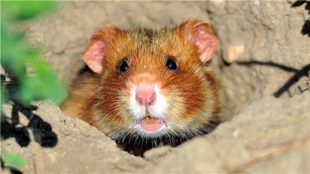 Feldhamster sind typische Bewohner von Ackerflächen. Deshalb sind viele Landwirte nicht gut auf das Tier zu sprechen.