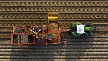 Regenfälle erschweren Kartoffelernte in Niedersachsen Feuchtes Wetter stellt in diesen Tagen die Kartoffelernte in Niedersachsen vor Probleme. (Archivfoto)
