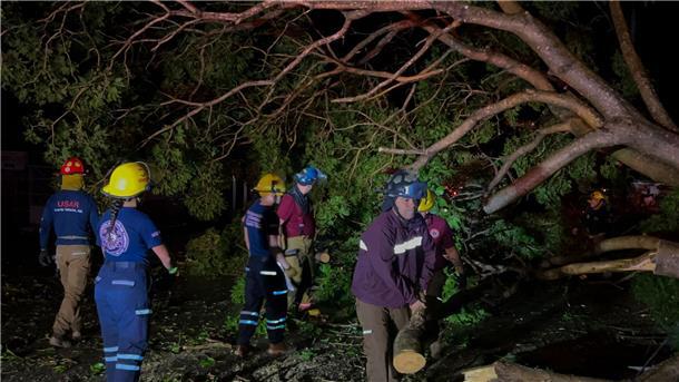 Mexikos Pazifikküste: Zwei Tote nach Hurrikan „Lidia“ Feuerwehrleute in Mexiko entfernen Bäume, die auf einer Straße liegen.
