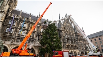 Feuerwehrleute stellen mit Hilfe eines Krans den Weihnachtsbaum auf dem Münchner Marienplatz auf.