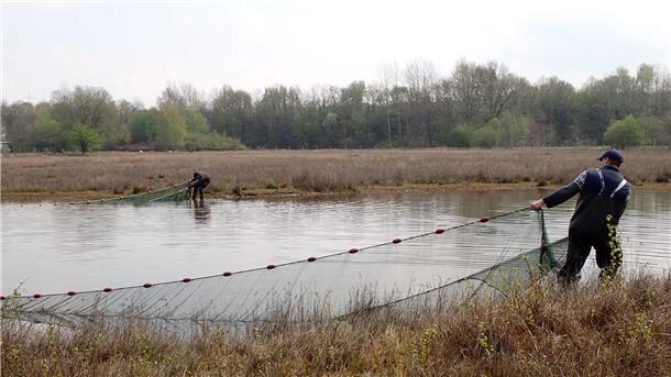 Fischbergung auf einer überschwemmten Wiese