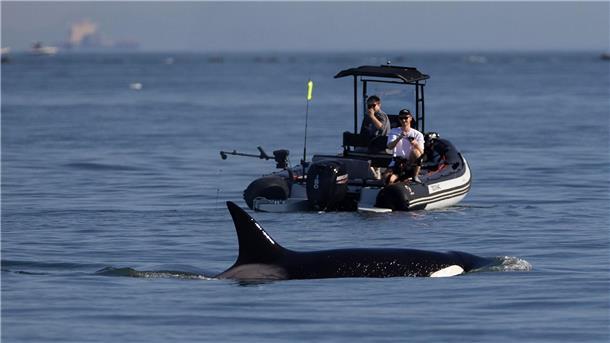 Bundesregierung unterzeichnet UN-Meeresschutzabkommen Fischer beobachten vor der Küste von Vancouver in der kanadischen Provinz British Columbia einen der dort vom Aussterben bedrohten Orcas.