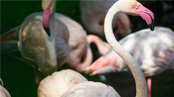 Ein Berliner Rekordhalter: Flamingo Ingo wird vermutlich 75 Flamingo Ingo steht in einem kleinen See im Berliner Zoo neben seinen Artgenossen. Seit mehr als 65 Jahren lebt er im traditionsreichen Berliner Zoo.