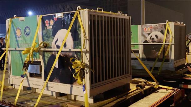 „Panda-Diplomatie“: Washington begrüßt chinesische Bären Flauschige Fracht: Bao Li und Qing Bao vor ihrer Abreise nach Washington.