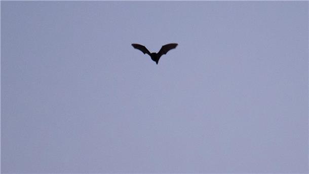 Passend zu Halloween: Arte-Doku über Draculas Transsilvanien Fledermäuse sind eng mit dem Dracula-Mythos verknüpft.