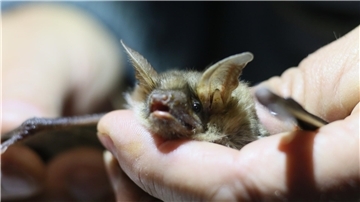 Eine Fledermaus wird in der Hand gehalten.