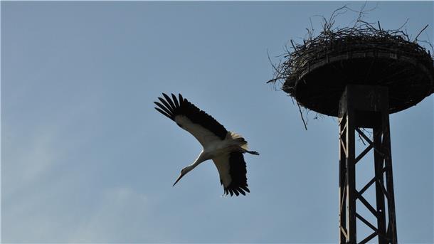Flodder hat Beute zum Nest gebracht und fliegt nun wieder ab.