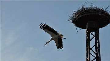 Flodder hat Beute zum Nest gebracht und fliegt nun wieder ab.
