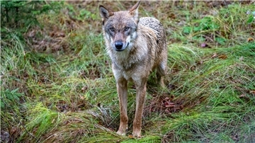 Ein Wolf im Wald