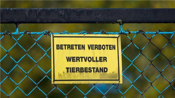 Geflügelwirtschaft: Keine kurzfristige Preisexplosion Forderungen nach einem bundesweiten Aufstallungsgebot werden lauter.