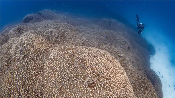 Forscher des Programms Pristine Seas von National Georgraphic haben nach eigenen Angaben eine Koralle entdeckt, die größer ist als alle bislang bekannten.