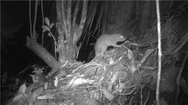 Riesenratten von Vangunu existieren tatsächlich Forscher konnten erstmals eine der Riesenratten von Vangunu fotografieren.