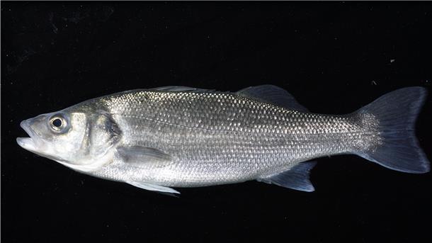 Forscher vom AWI machen überraschende Entdeckung beim Wolfsbarsch – lateinisch Dicentrachus labrax.