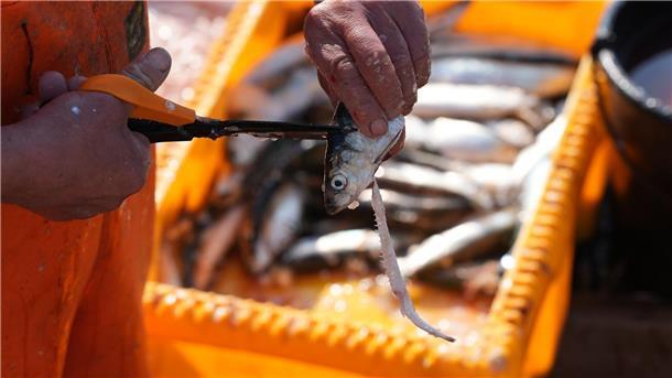 Schleppnetz-Fischerei verursacht womöglich Milliardenschäden Forscher warnen vor Kosten der Schleppnetz-Fischerei (Archivbild).