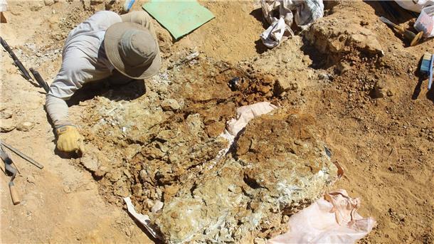 „Lumakoala“: Prähistorischer Koala im Outback entdeckt  Fossile Zähne wurden 100 Kilometer südlich von Alice Springs in der Region Northern Territory gefunden.