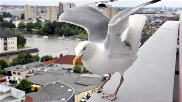 Eine Taube auf dem Dach