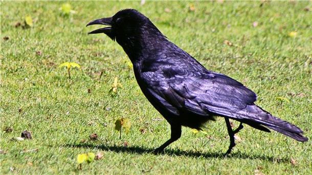 Deshalb haben Gänse und Rabenkrähen in der Wesermarsch bald weniger Schonzeit Fressen das Saatgut von den Feldern und picken Silo-Folie auf: Rabenkrähen sind Landwirten ein Dorn im Auge.