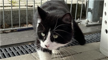 Ein Kater. 