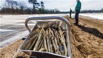 Spargelzeit beginnt - Zukunftssorgen bei den Bauern  Frisch gestochener Spargel: Vor Ostern werden erste Mengen regionalen Spargels im Verkauf erwartet.