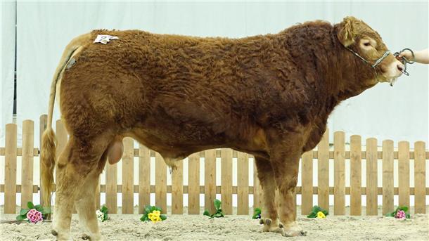 Frisch gewaschen und gebürstet: Auf den Niedersächsischen Fleischrindertagen in Verden räumte Jambon aus Holßel den ersten Preis in der Rasse Limousin ab.