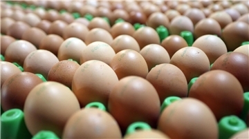 Frische Bioeier: Eier aus ökologischer Erzeugung sind in Deutschland weiter gefragt.
