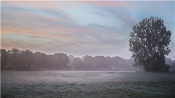 Frühnebel liegt über einem Feld.
